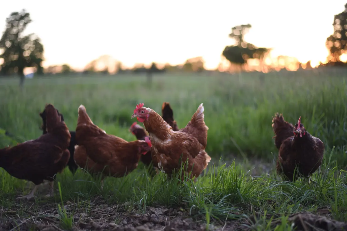 Egg Profit Calculator: Honesty Box & Small Flock (UK)