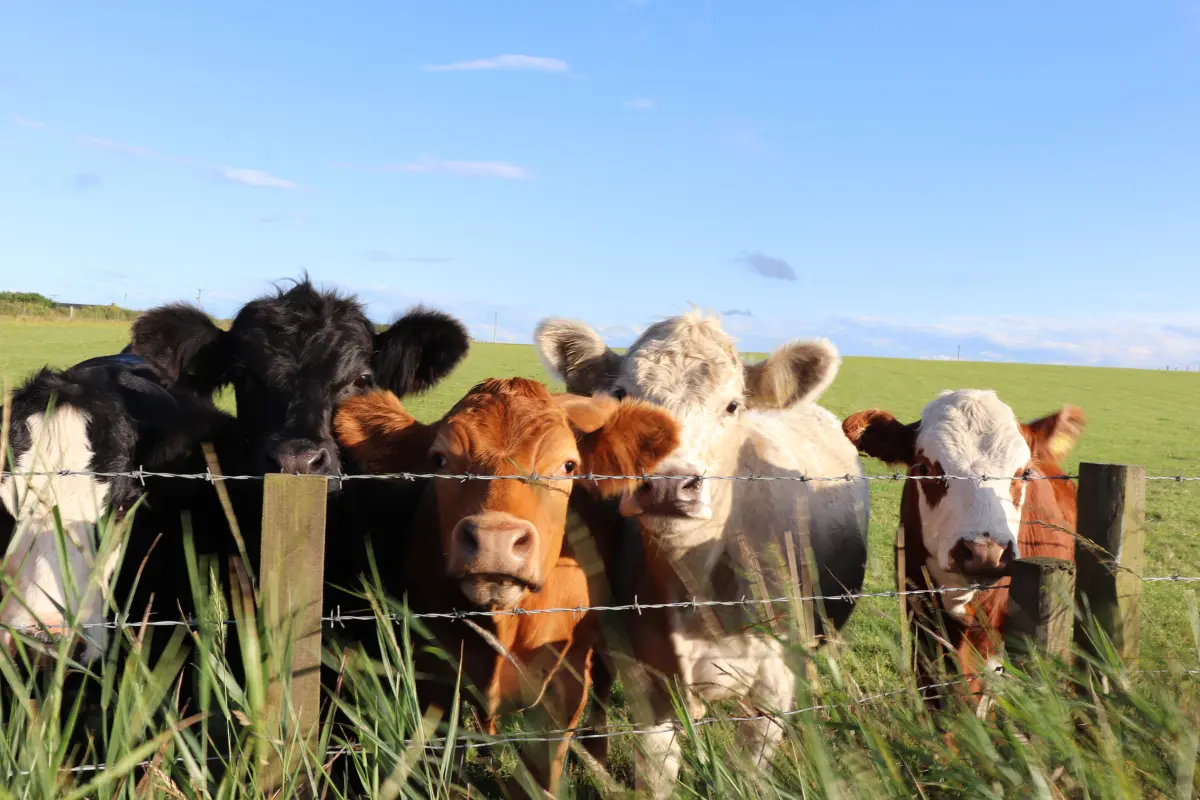 Livestock Demand Calculator: How Many Cattle, Sheep or Pigs Do You Need? (UK)