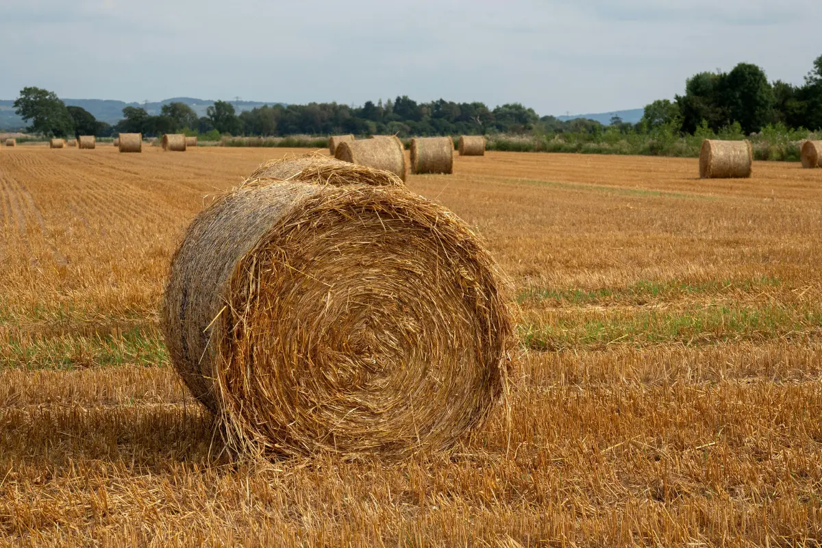 What Is the Difference Between Hay, Straw and Silage?