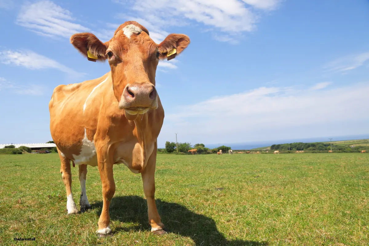 Guernsey dairy cow