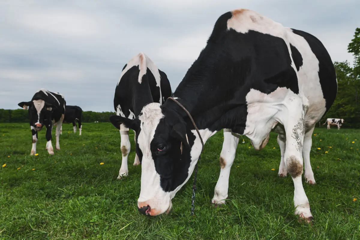 Holstein-Friesian dairy cow