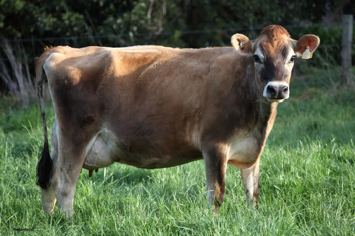 Jersey dairy cow