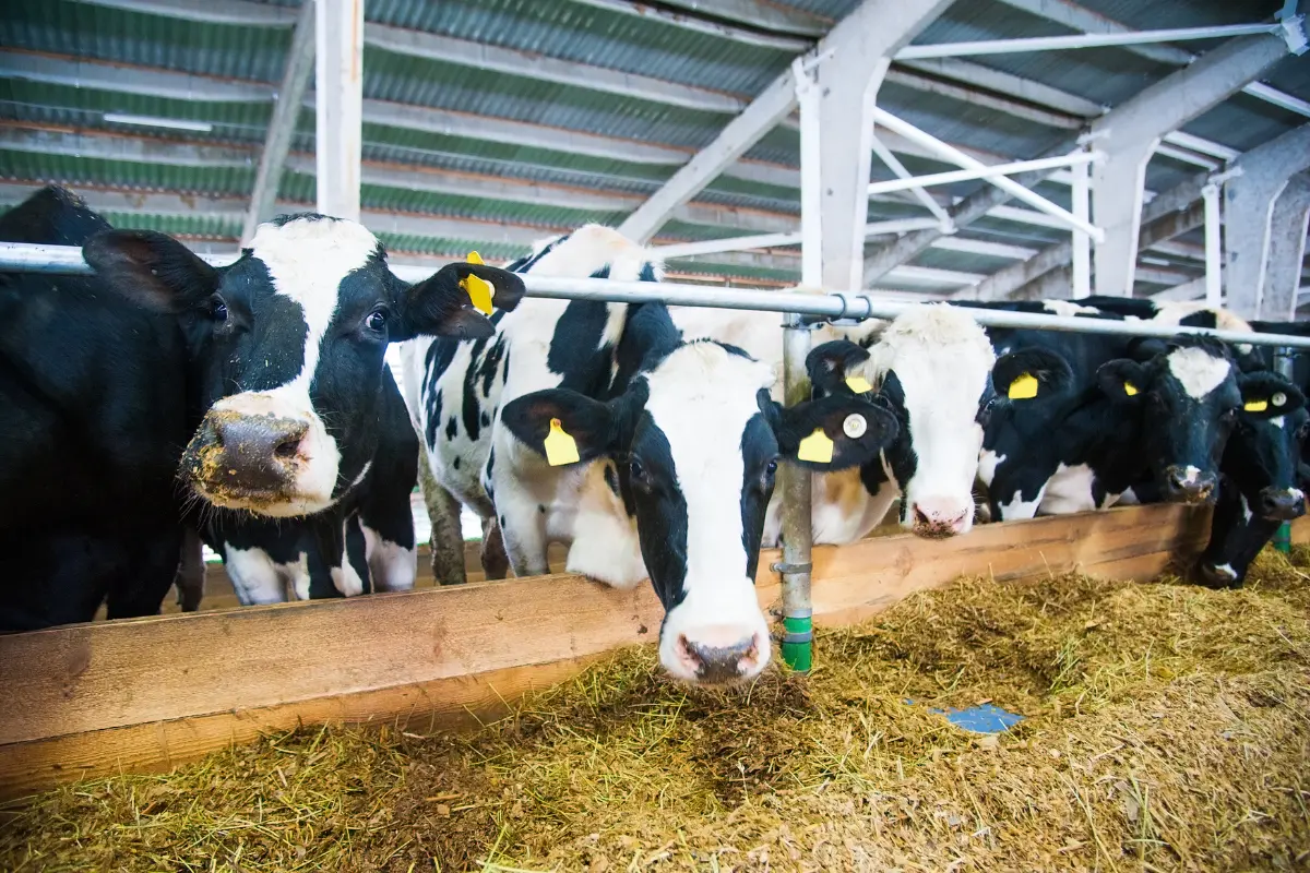 How Much Milk Does a Cow Produce Per Day?