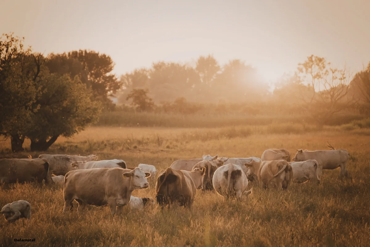 A group of beef suckler cows in a field