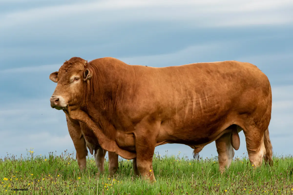 A large Limousine Bull