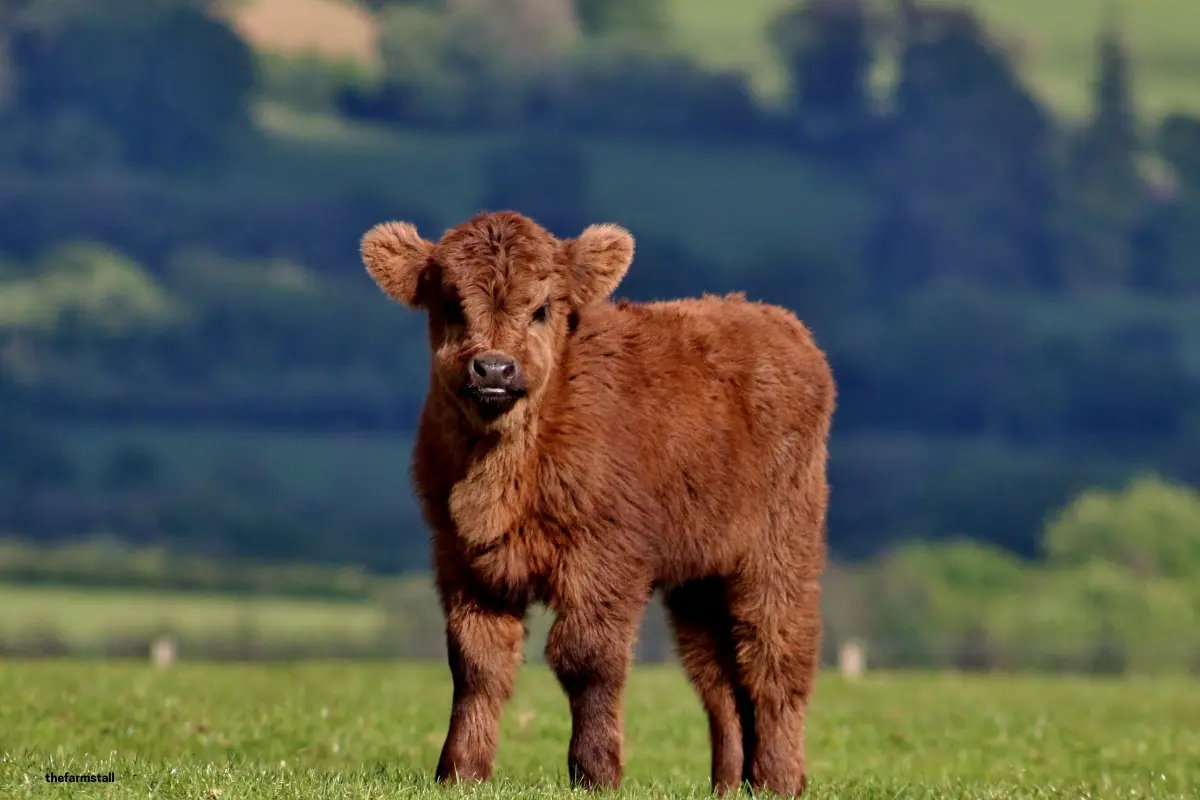 Young Highland Calf