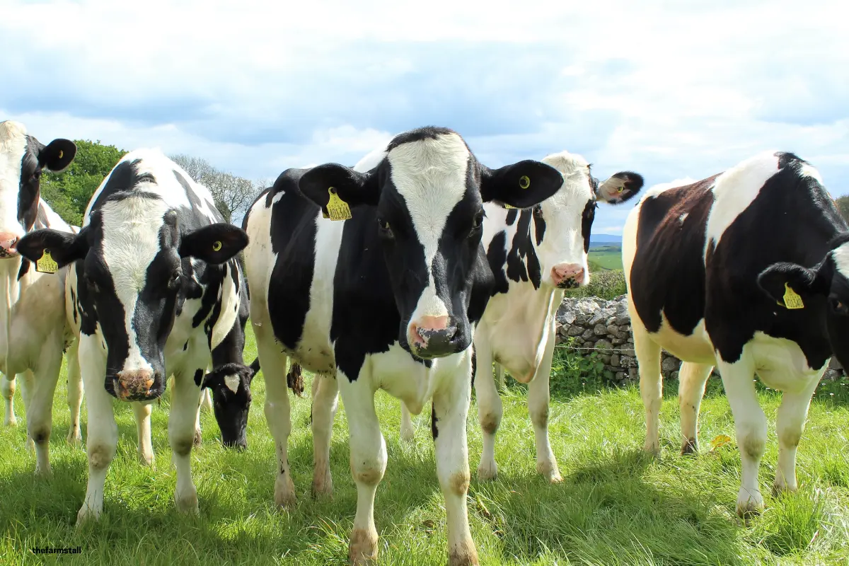 A group of Dairy Heifers in a field