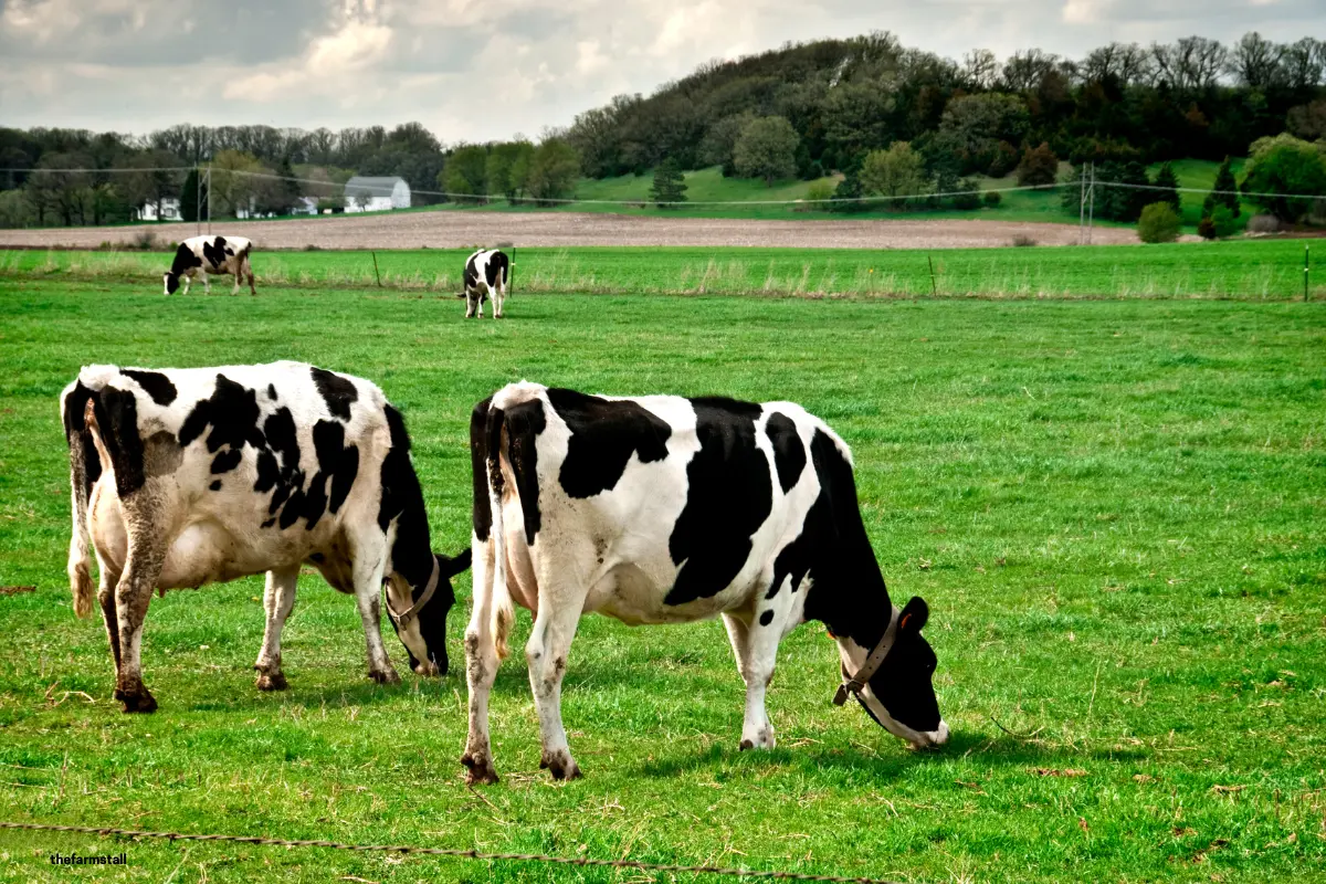 Mature Holstein-Friesian dairy cow with well-developed udder