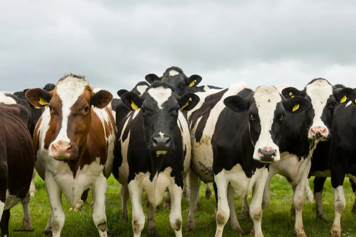What Is the Difference Between a Heifer, a Cow and a Bull?