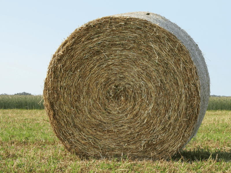 Round hay bale in a field — golden brown dried grass