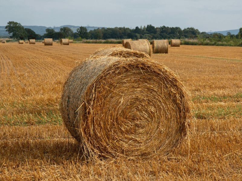 Round straw bale — pale yellow dried crop stalks